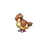 A pidgey image.