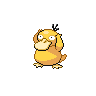 A psyduck image.